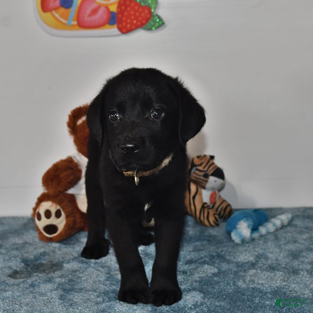 Labrador Retriever dogs for sale: Colt - Image 15