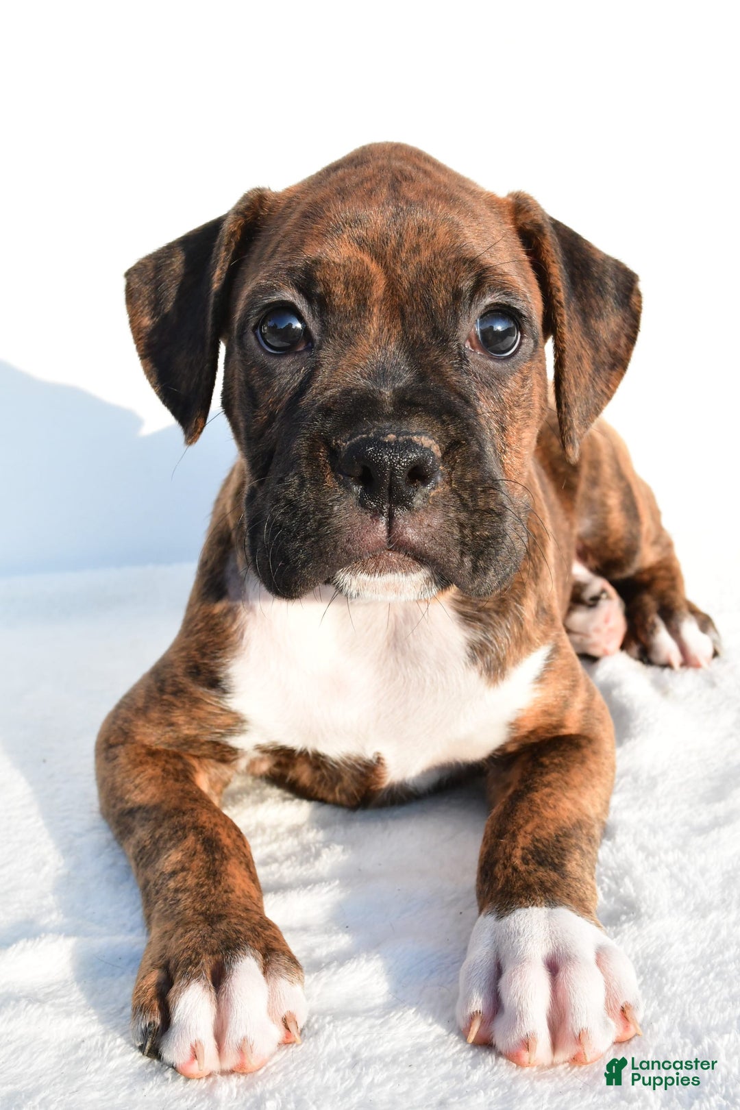 Boxer dogs for sale: Maxine - Image 2