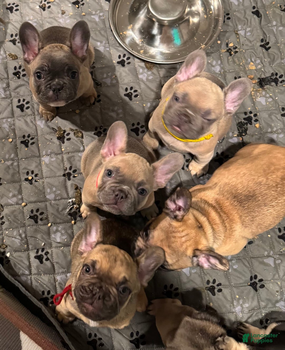 French Bulldog dogs for sale: Zeus - Image 7