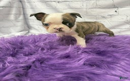 Boston Terrier dogs for sale: Sweet Pea - Image 4