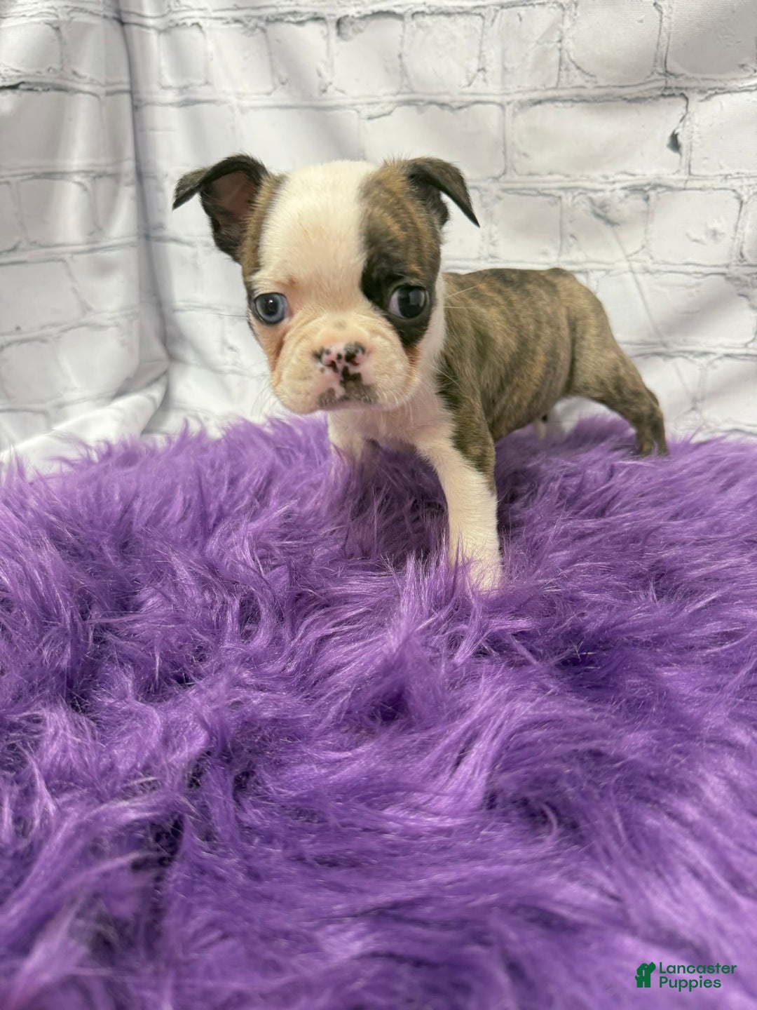 Boston Terrier dogs for sale: Sweet Pea - Image 4