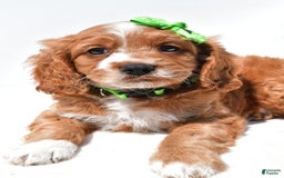 Mini Goldendoodle dogs for sale: Ryder - Image 5