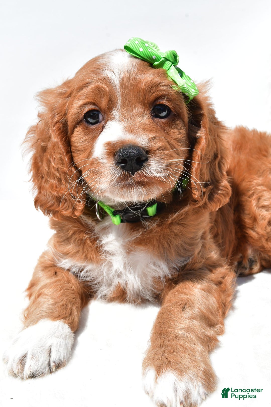 Mini Goldendoodle dogs for sale: Ryder - Image 5