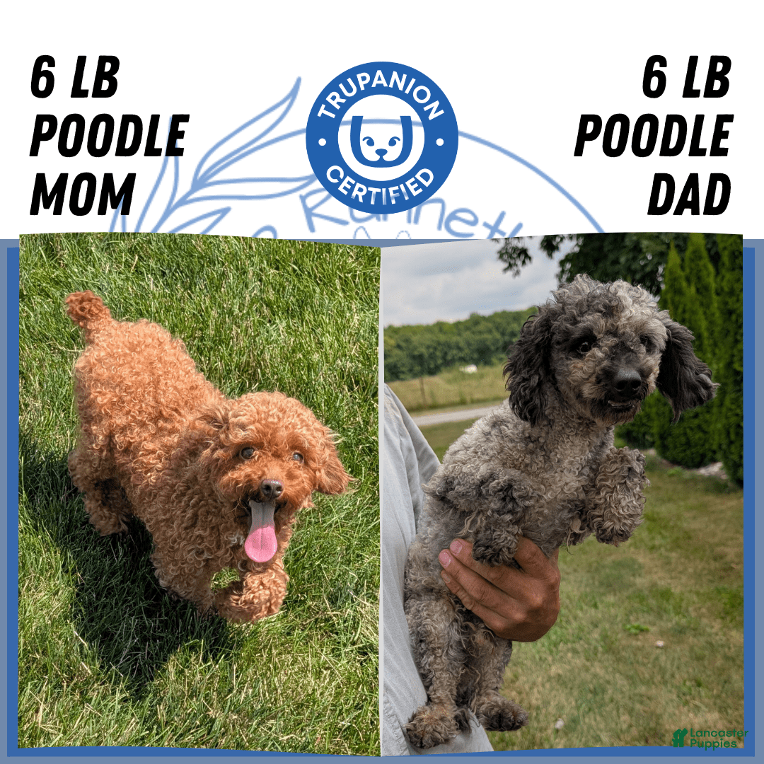 Toy Poodle dogs for sale: Buffy - Image 15