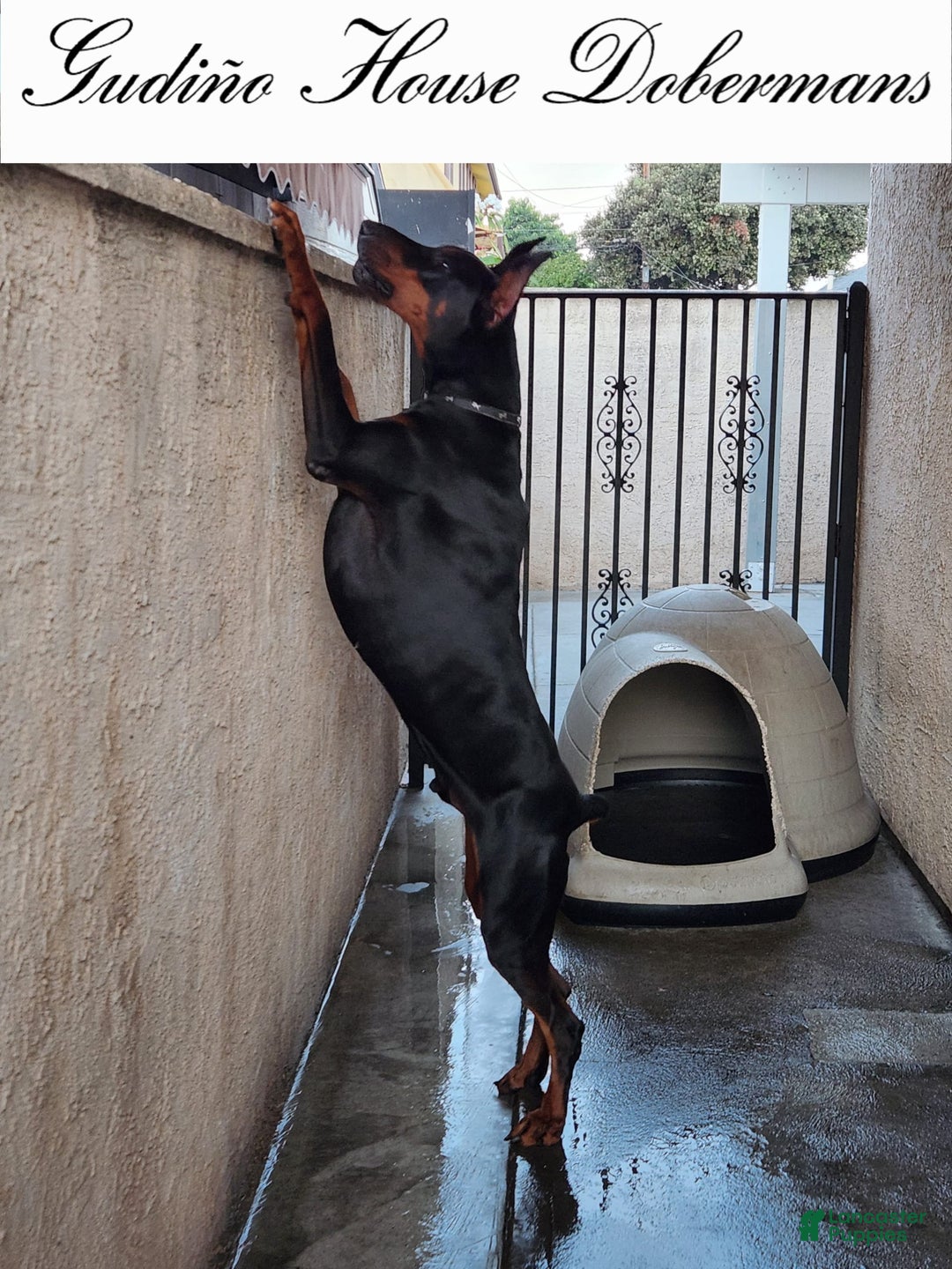 Doberman Pinscher dogs for sale: Yellow Collar Female - Image 1