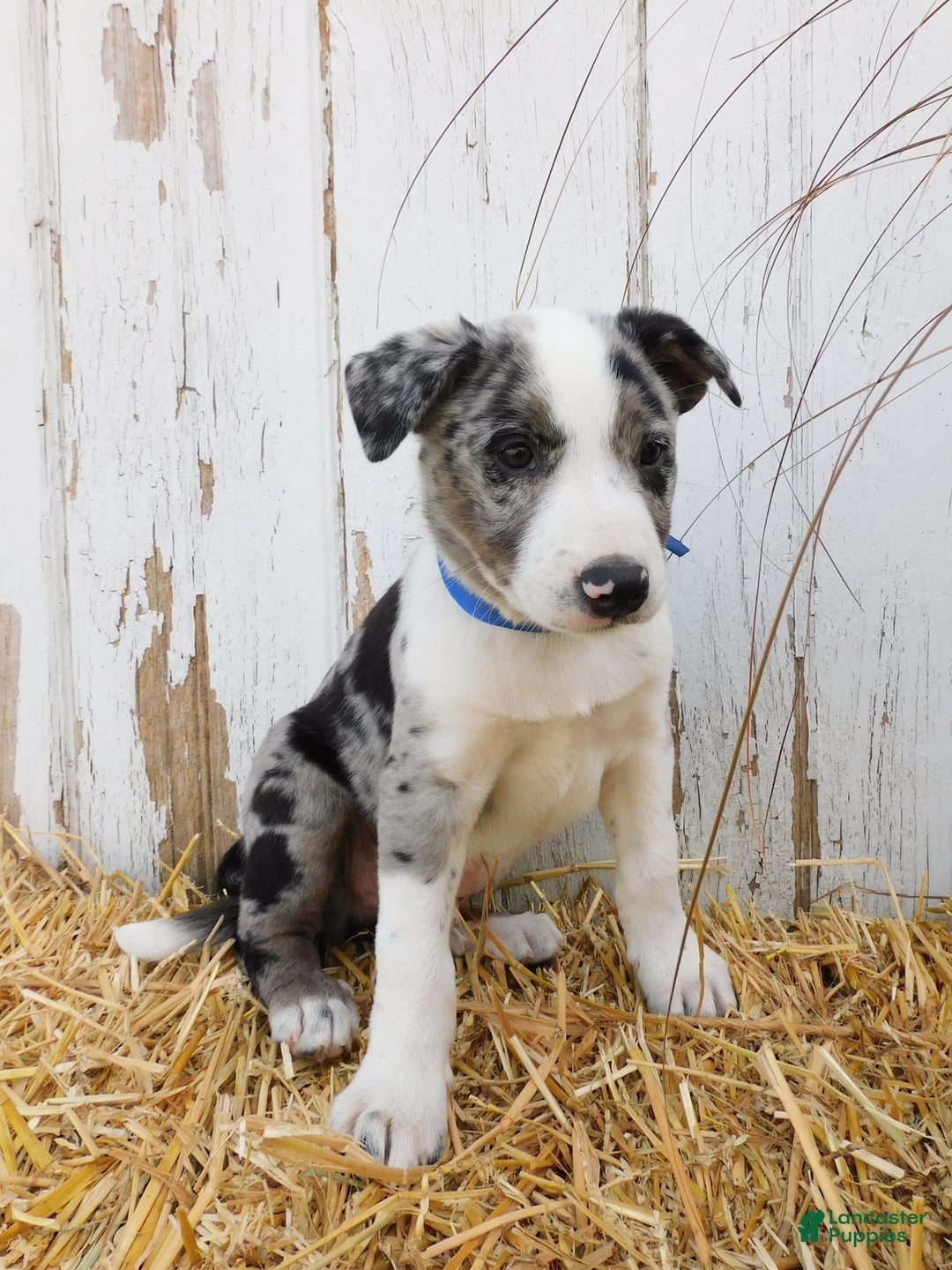 Australian Cattle Dog dogs for sale: Rambo - Image 2