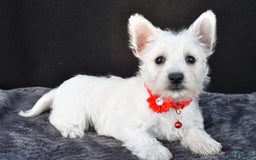 West Highland Terrier dogs for sale: Orla - Image 7