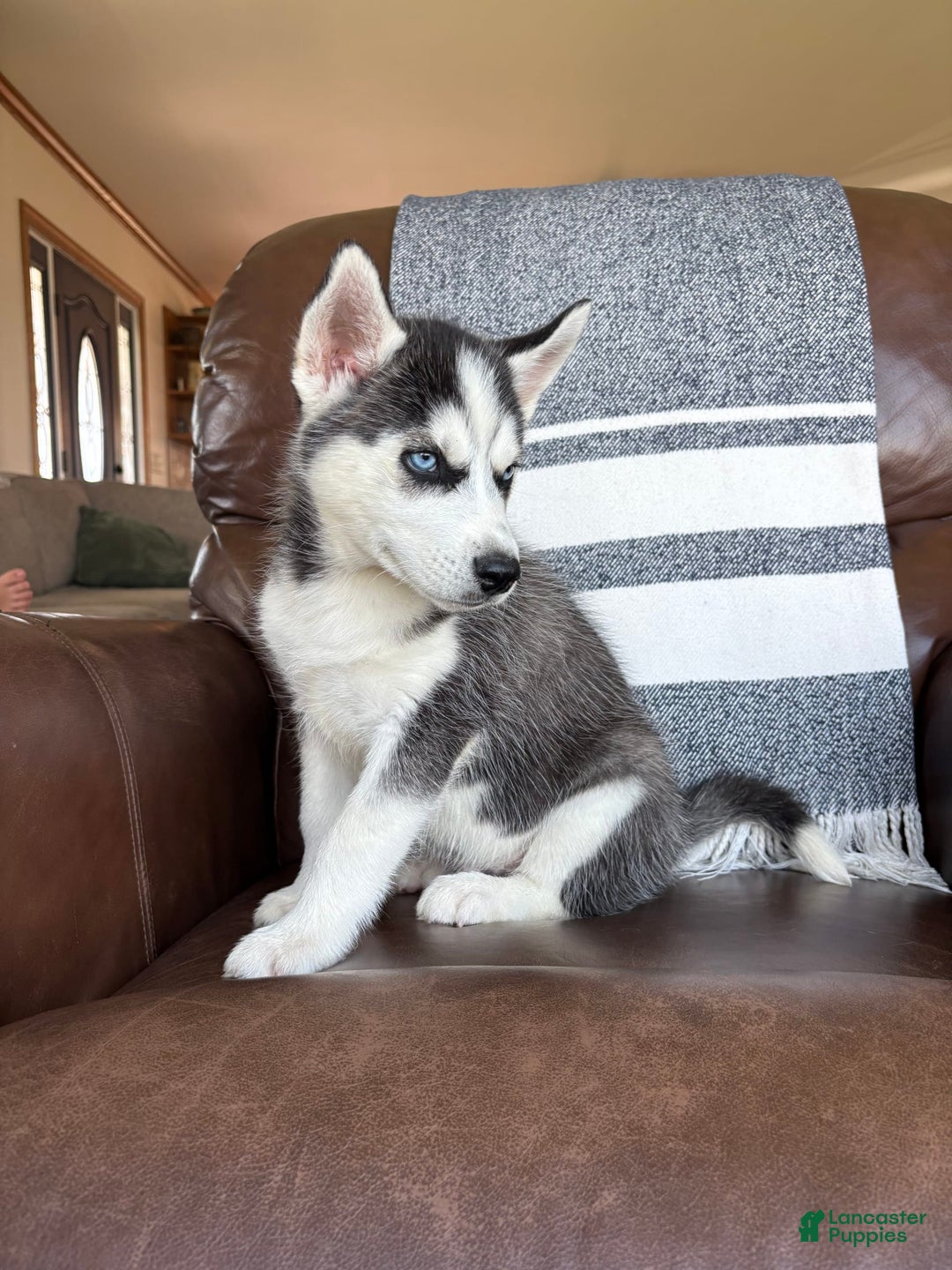 Siberian Husky dogs for sale: Bruno - Image 7