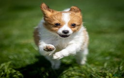 Papillon dogs for sale: Fraser - Image 6