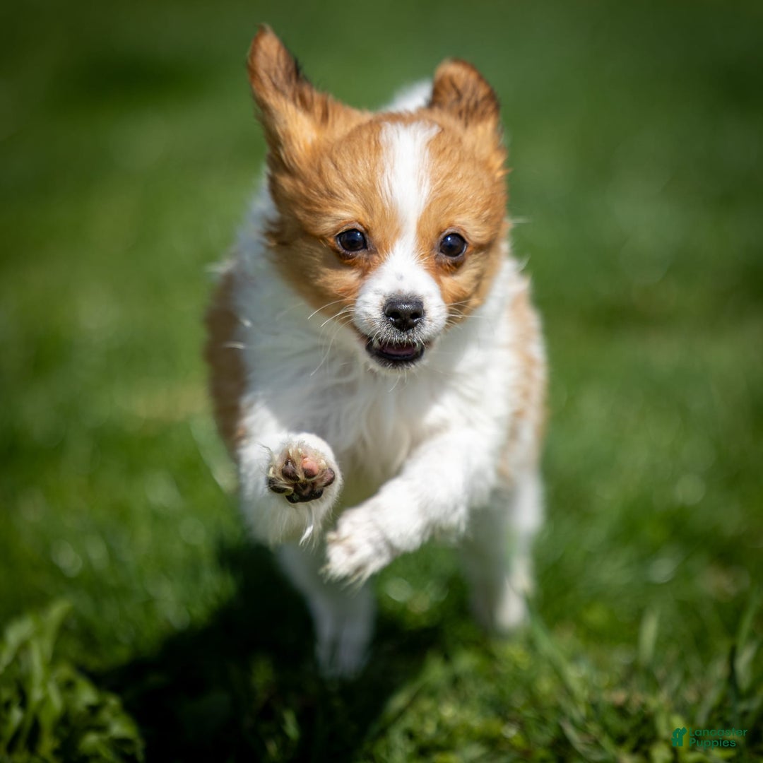Papillon dogs for sale: Fraser - Image 6