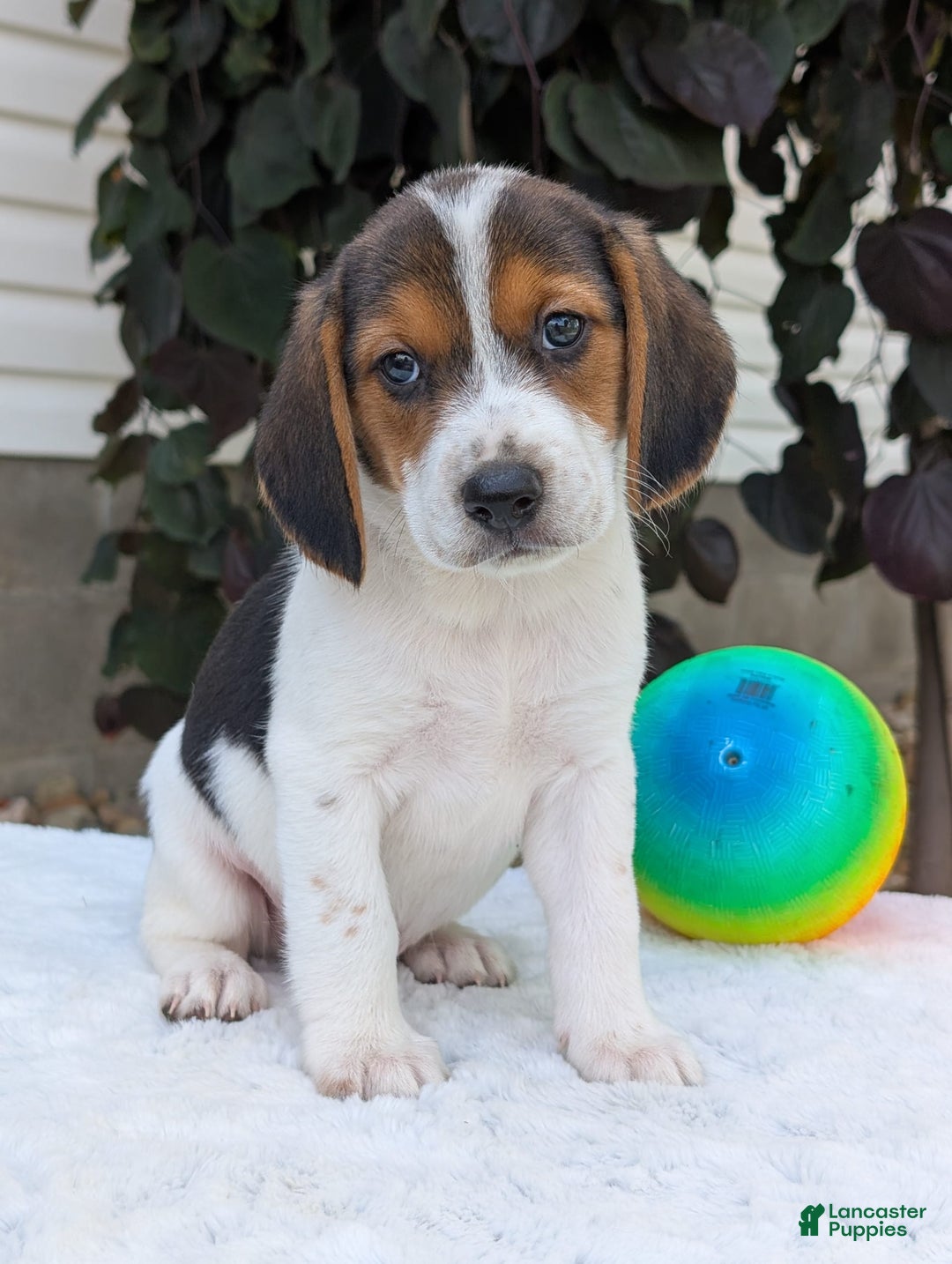Beagle dogs for sale: Max - Image 15