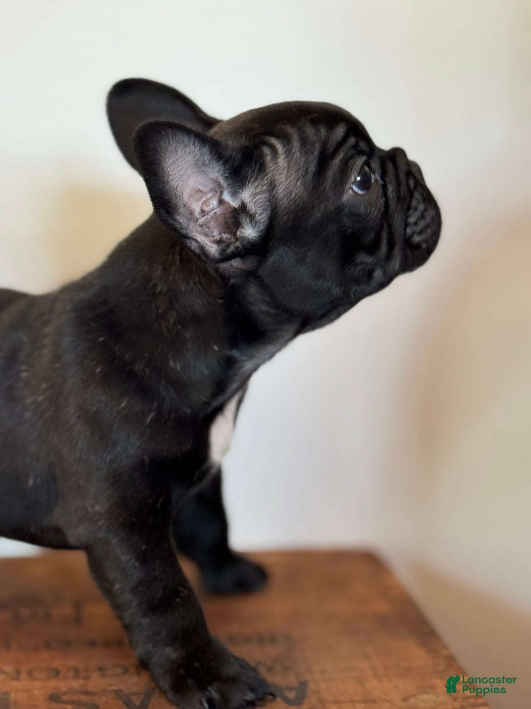 French Bulldog dogs for sale: Flounder - Image 2