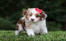 Miniature Australian Shepherd dogs for sale: Trixie - Image 4