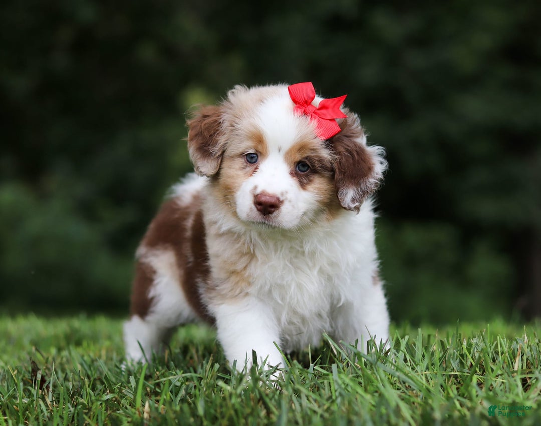 Miniature Australian Shepherd dogs for sale: Trixie - Image 4