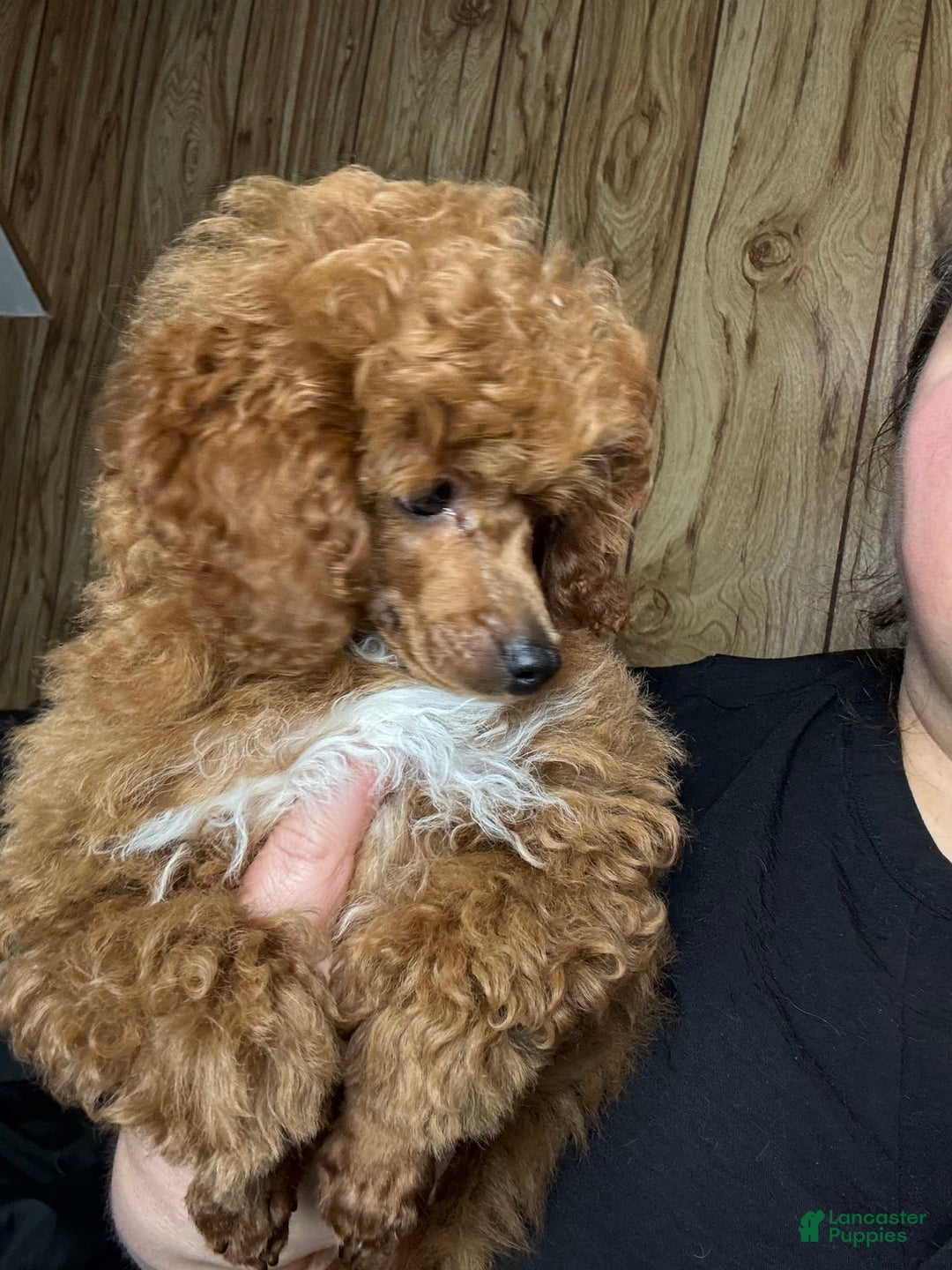 Toy Poodle dogs for sale: Maxi - Image 2