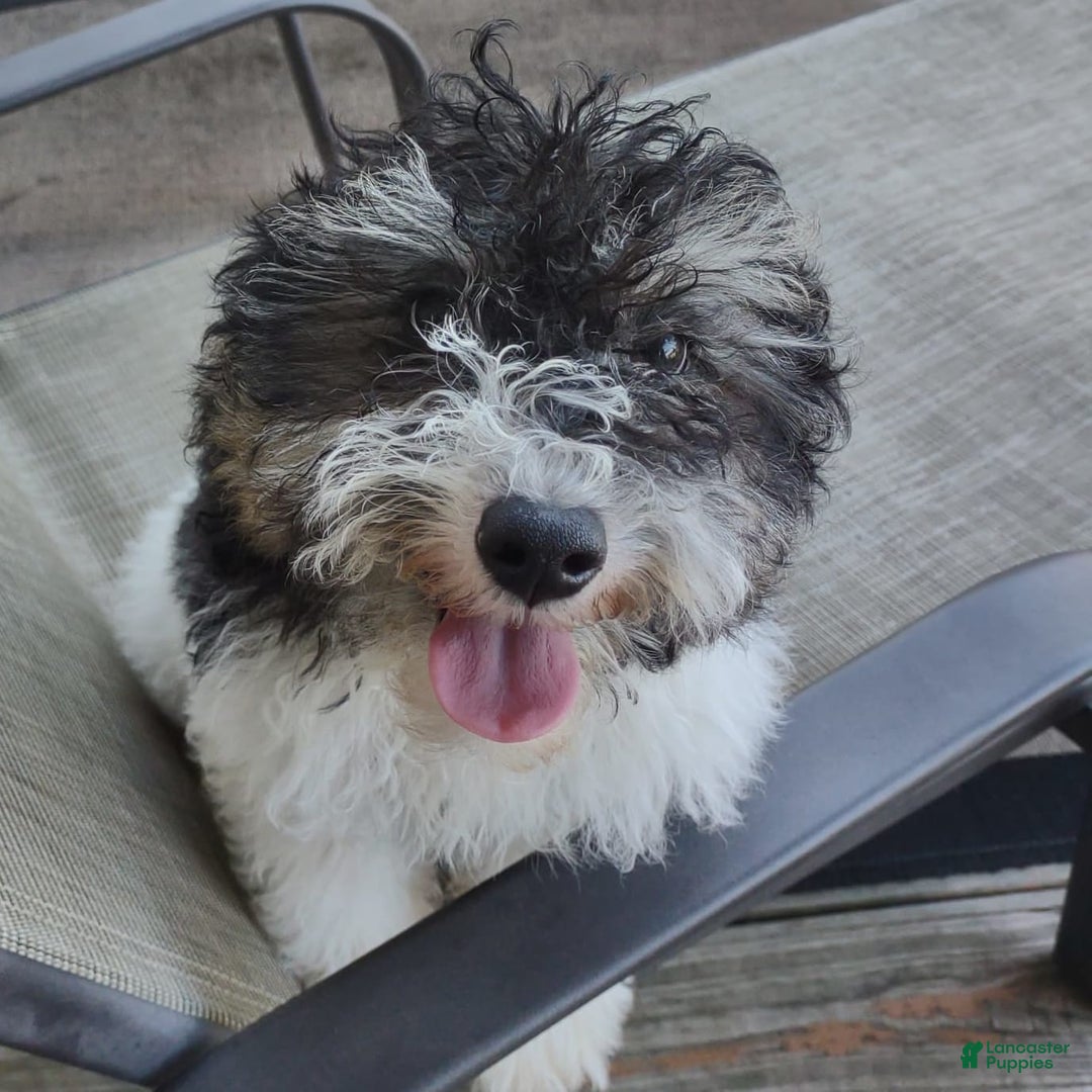 Toy Poodle dogs for sale: Ethan - Image 13