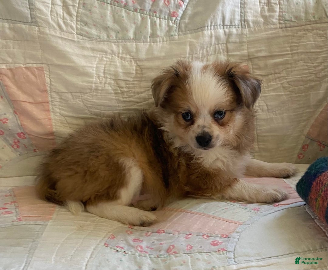 Pomchi dogs for sale: Taner - Image 9