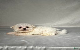 Maltese dogs for sale: Timmy - Image 3