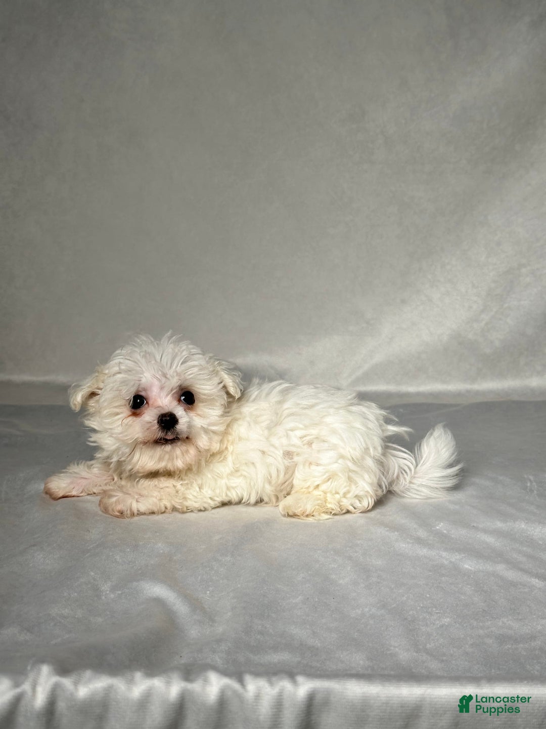 Maltese dogs for sale: Timmy - Image 3