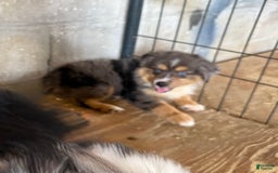  dogs for sale: Toy Australian Shepherd 2 puppies - Image 1