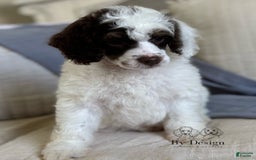 Standard Poodle dogs for sale: Arlo Chocolate Tri Parti - Image 9