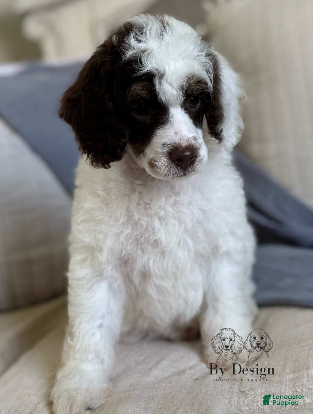 Standard Poodle dogs for sale: Arlo Chocolate Tri Parti - Image 9