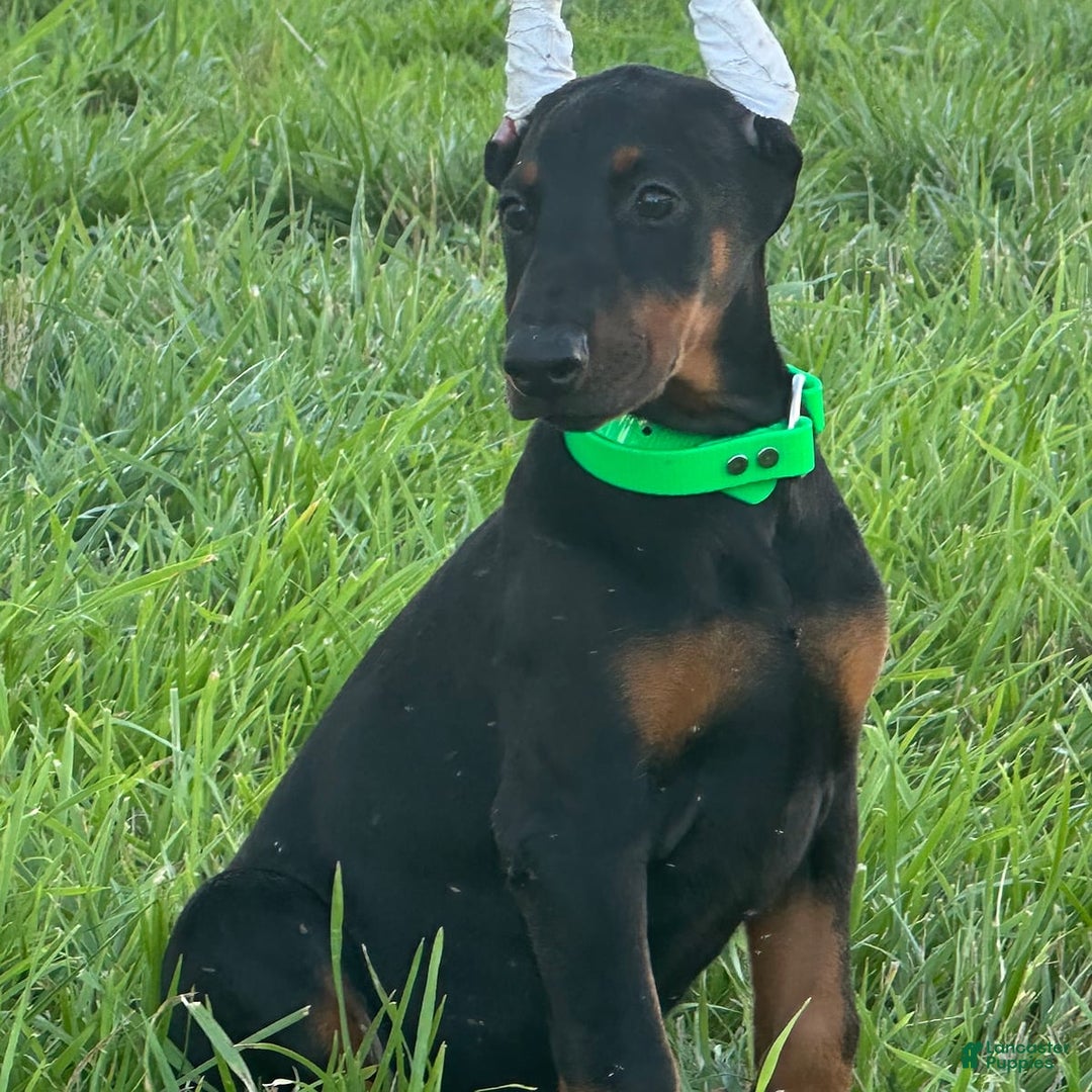 Doberman Pinscher dogs for sale: Lilly - Image 4