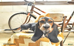 Basset Hound dogs for sale: Shannon - Image 18