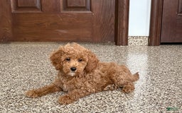Cockapoo dogs for sale: Sara - Image 2