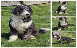  dogs for sale: Whitney - Image 11