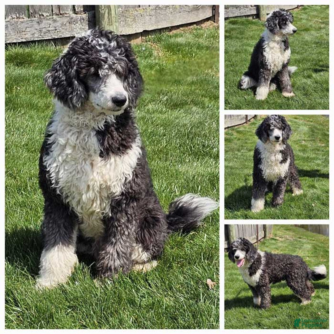  dogs for sale: Whitney - Image 11