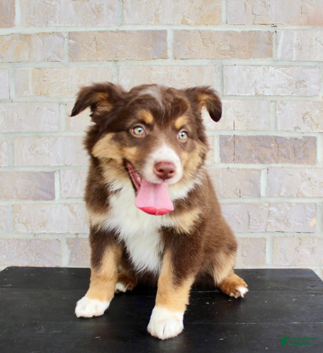 Australian Shepherd dogs for sale: Beauty - Image 6
