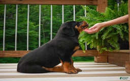 Rottweiler dogs for sale: Bella - Image 17