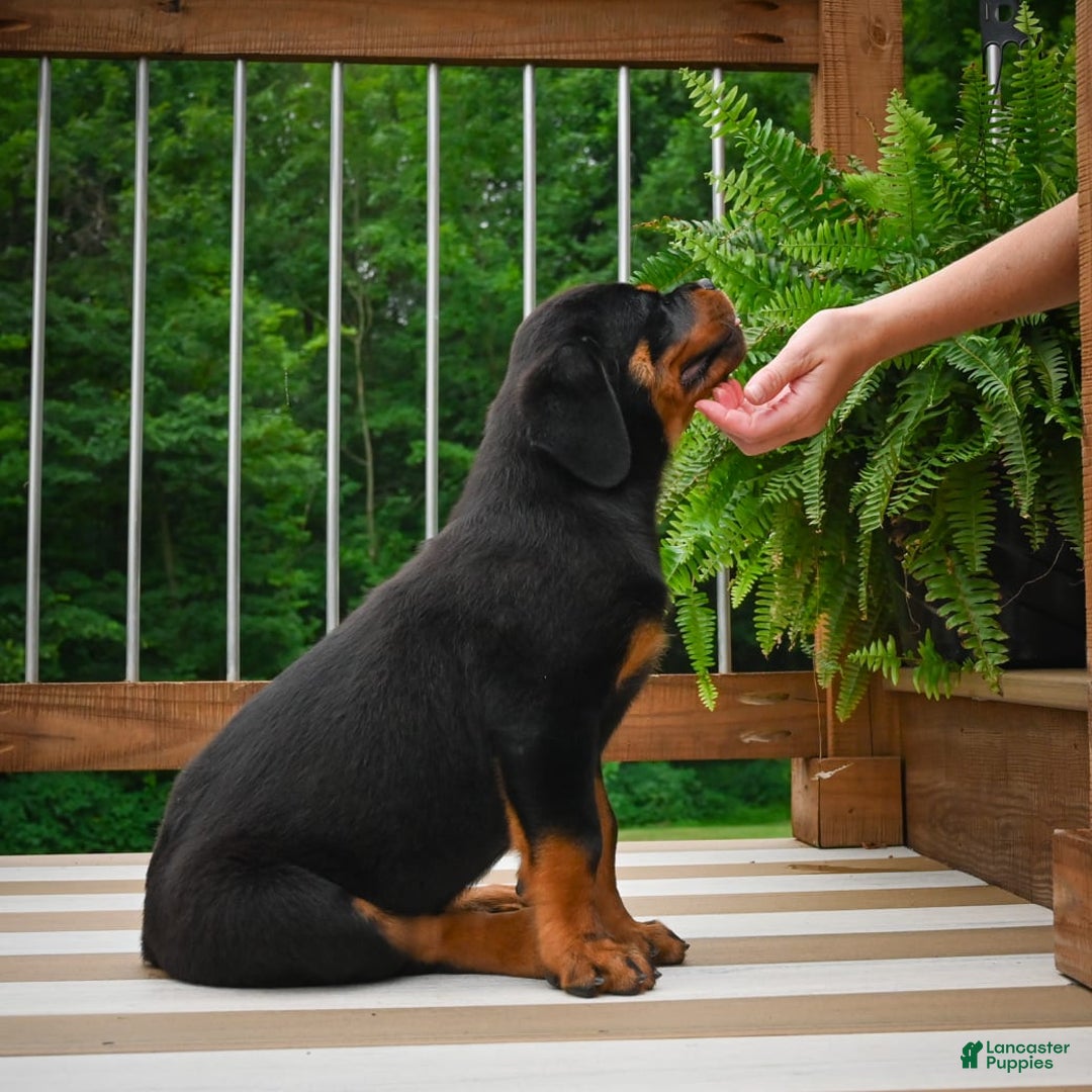 Rottweiler dogs for sale: Bella - Image 17