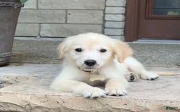 Golden Retriever dogs for sale: Winston - Image 8