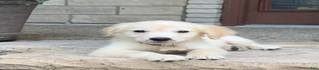 Winston