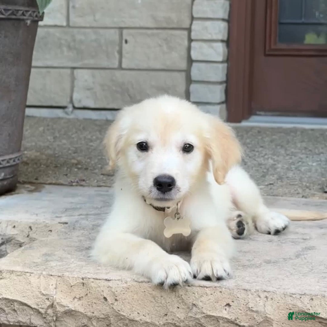 Golden Retriever dogs for sale: Winston - Image 8
