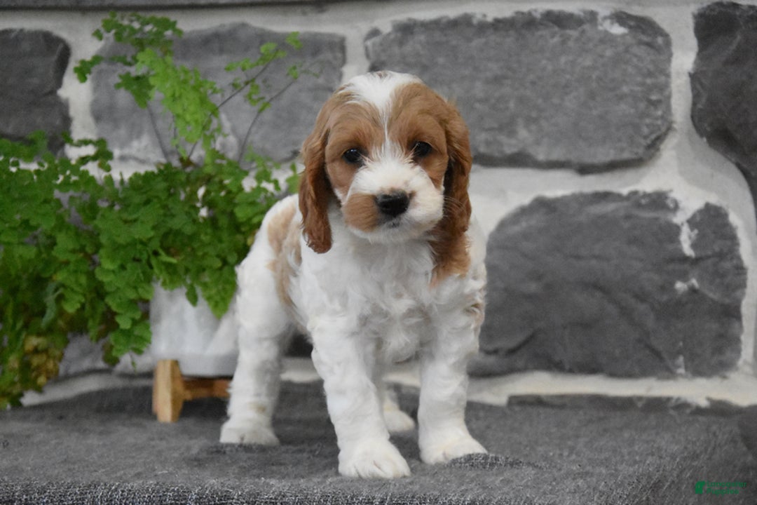 Cockapoo dogs for sale: Shannon - Image 2