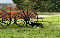 Bernedoodle dogs for sale: Justice 77956 - Image 11