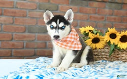 Gerberian Shepsky dogs for sale: Brinkley - Image 3