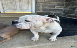 American Bully dogs for sale: Luna Black - Image 9