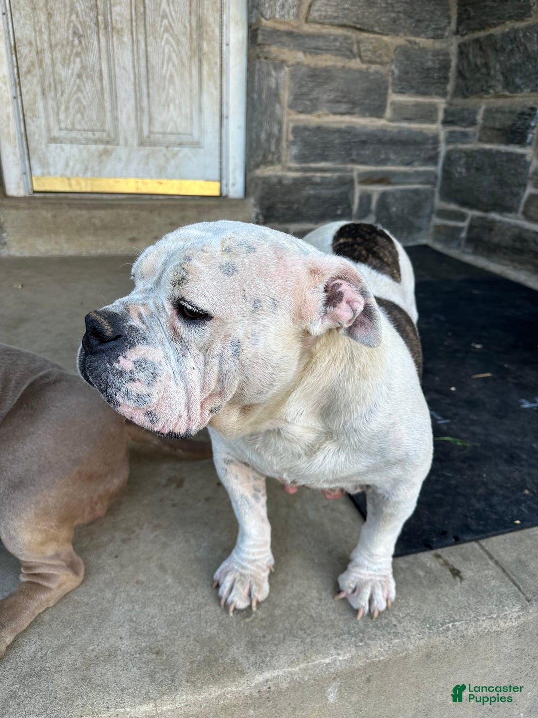 American Bully dogs for sale: Luna Black - Image 9