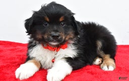 Miniature Australian Shepherd dogs for sale: Liam - Image 6