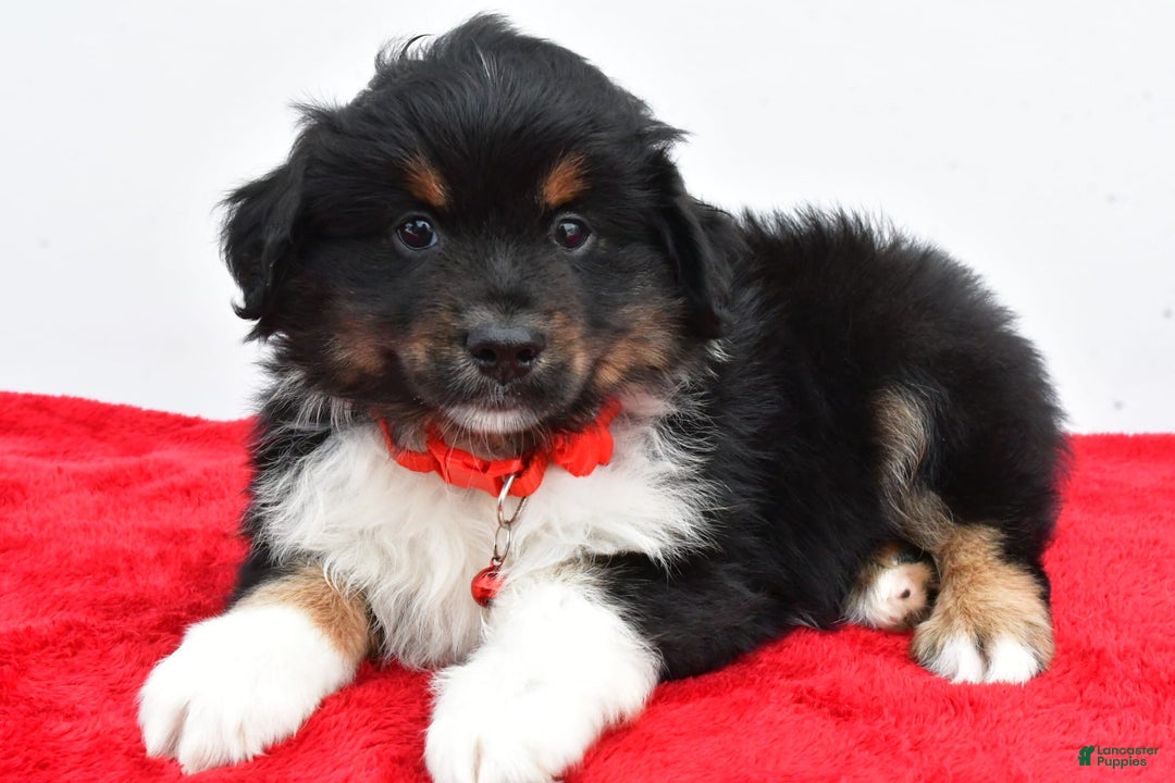Miniature Australian Shepherd dogs for sale: Liam - Image 6