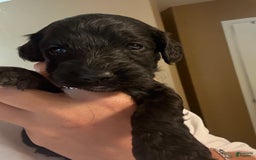 Goldendoodle dogs for sale: Paige - Image 1