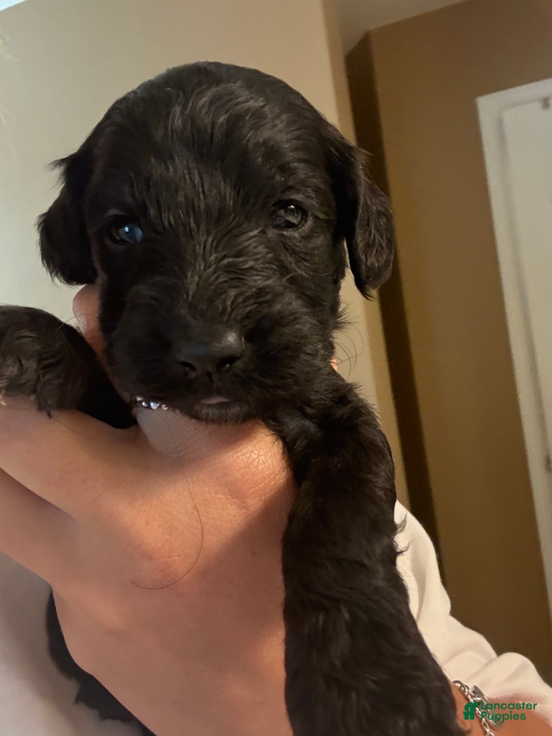 Goldendoodle dogs for sale: Paige - Image 1