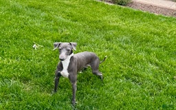 Italian Greyhound dogs for sale: Manny - Image 9