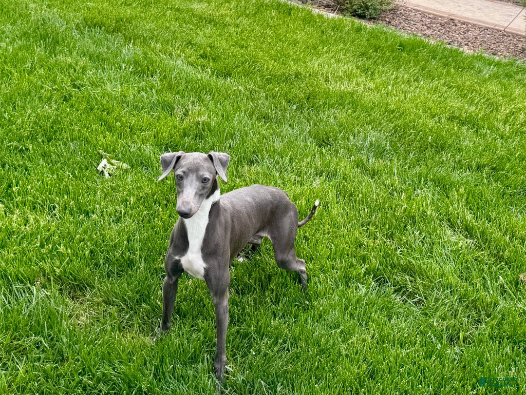 Italian Greyhound dogs for sale: Manny - Image 9