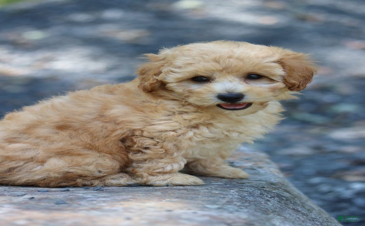 Miniature Poodle dogs for sale - Ad 5