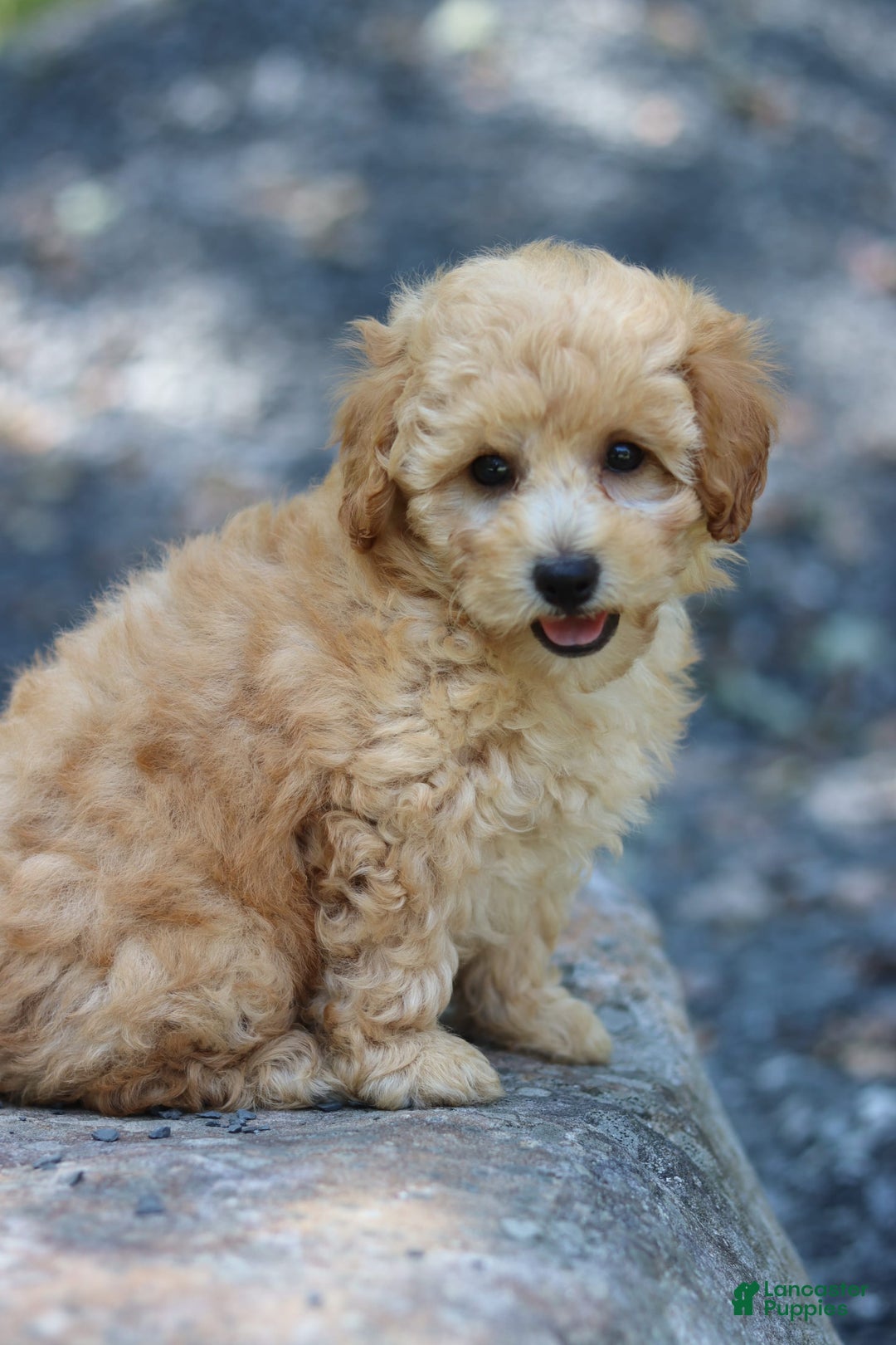 Miniature Poodle dogs for sale: Tucker - Image 1